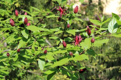 Calycanthus floridus - sazaník květnatý - kvetoucí větev